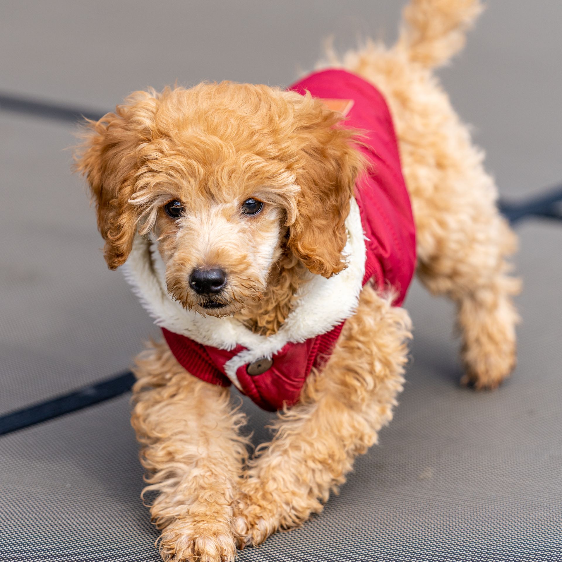 Pet Clothes
